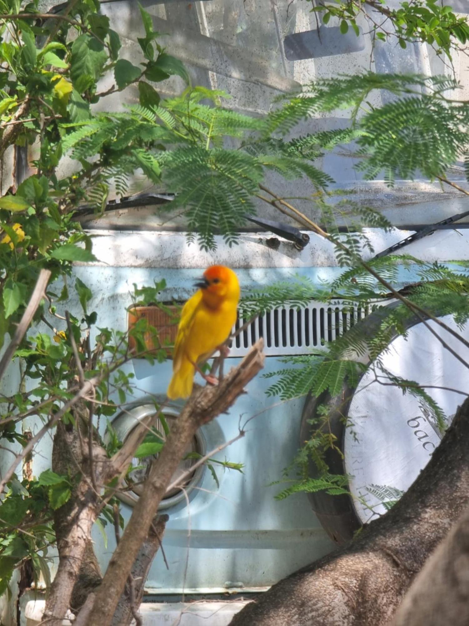 Tulia House Backpackers Vandrerhjem Mombasa Eksteriør bilde